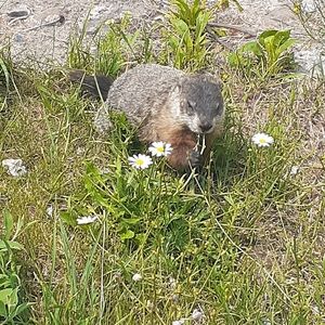 Meet your Posher, Iasmi